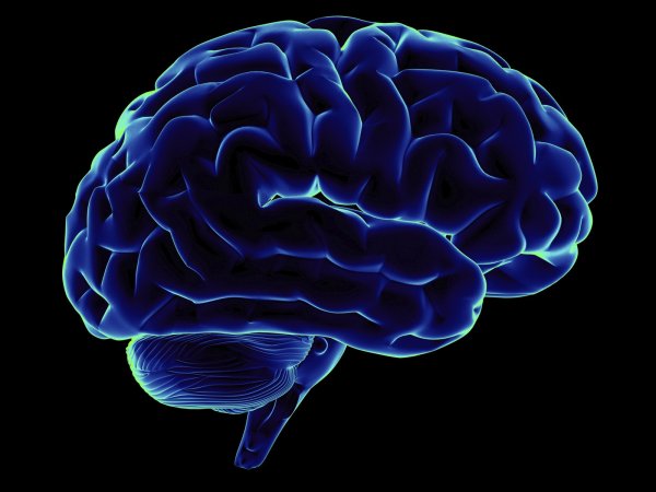 Ученые смогут бороться с болезнями мозга при помощи белка