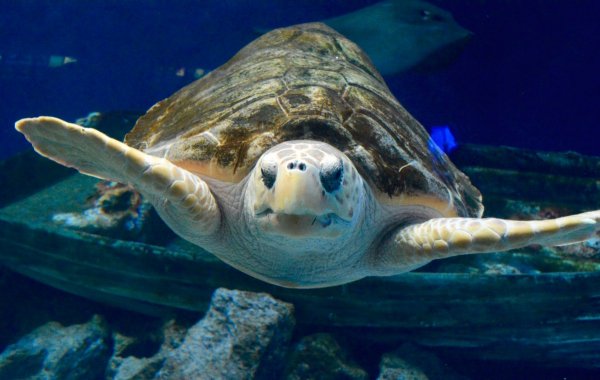 Биологи: Опухоли морских черепах похожи на человеческий рак