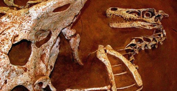 Чупокабра или динозавр? Чилиец случайно наткнулся в лесу на странные останки