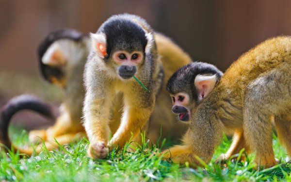 Ученые: Генетически модифицированные обезьяны помогут изучить мозг человека