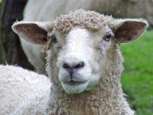 В Новой Зеландии вывели овец, которые меньше пукают и отрыгивают