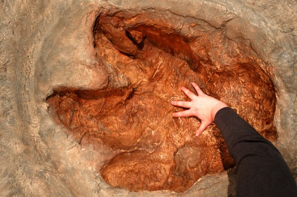 Учёные в Китае нашли шокирующие следы динозавров возрастом 120 млн лет
