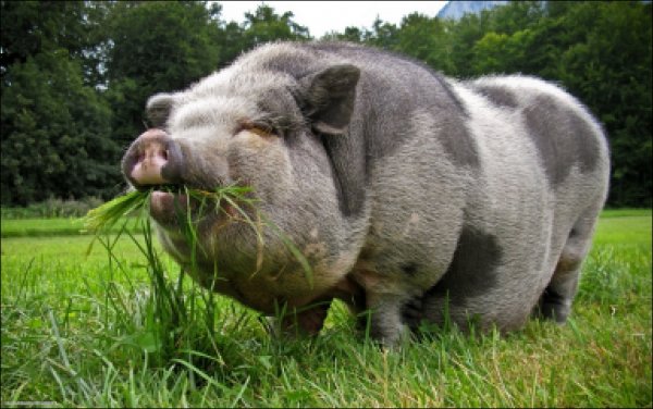 Самая большая в мире свинья попала в смертельную опасность