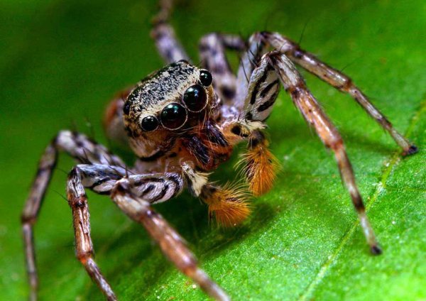 Уникальные пауки-гоблины шокировали ученых Шри-Ланки