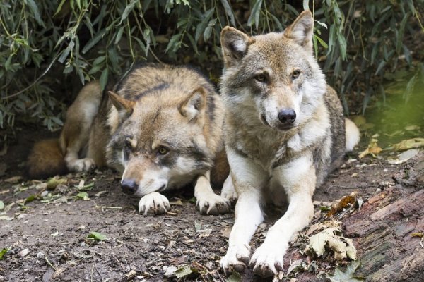 Ученые: Волки-мутанты из Чернобыля угрожают Европе