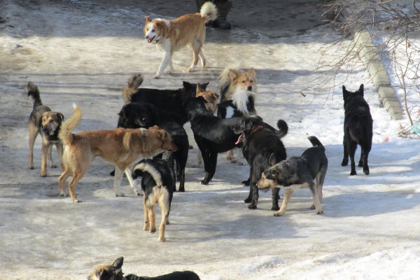Ученые: Собаки менее склонны к перемирию, чем их собратья-волки