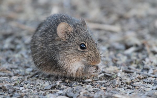 Размер имеет значение: Ученые выяснили, почему у мышей увеличиваются половые органы