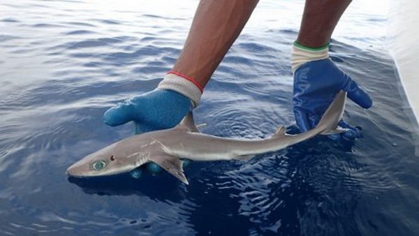 Ужасную «акулу-пришельца» с огромными глазами выловили во Флориде