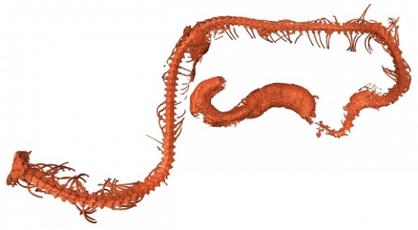 Застывший в янтаре древнейший змееныш найден в Мьянме