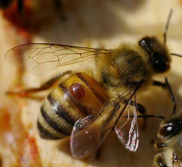 Биологи: Через 17 лет на Земле исчезнут пчелы и наступит голод