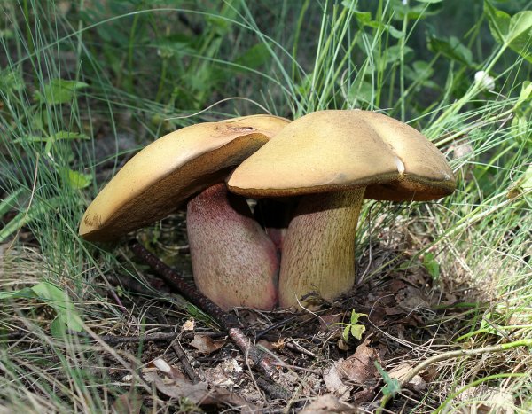 Ученые обнаружили грибы, способные избавить от рака