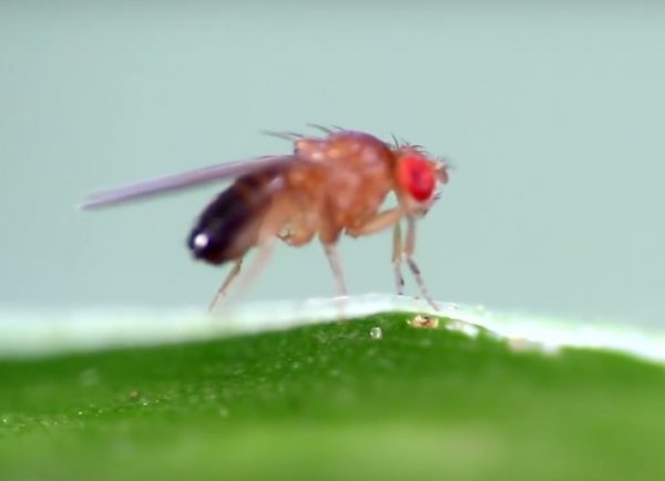 Ученые получили снимки мозга мухи в высоком разрешении